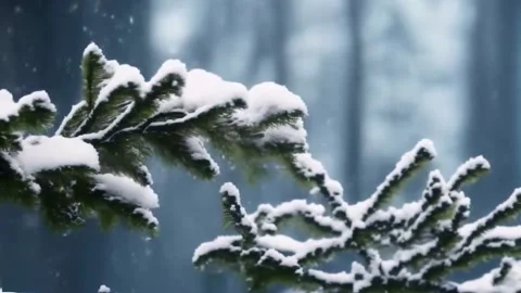 Pine branches covered with snow and falling snow. A short video of the beau.. Stock Footage 255897553