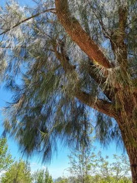 Pine branches covered with snow on blue sky background Stock Photos
