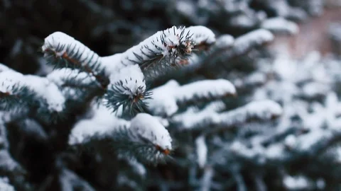 Pine branches covered with snow in cold winter weather Stock Footage 113073414