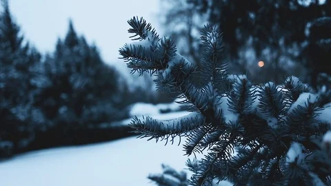 Pine branches covered with snow in cold winter weather Stock-Footage 113073456