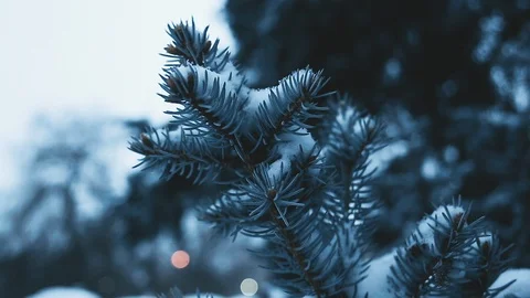 Pine branches covered with snow in cold winter weather. Stock Footage 115354296