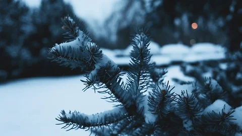 Pine branches covered with snow in cold winter weather Stock Footage 115354321