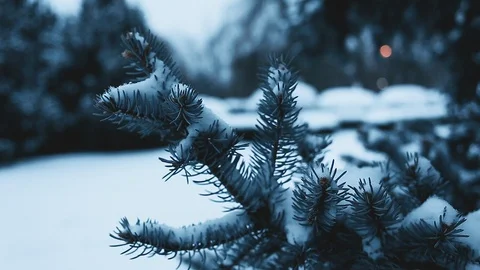 Pine branches covered with snow in cold winter weather Stock Footage 115646961