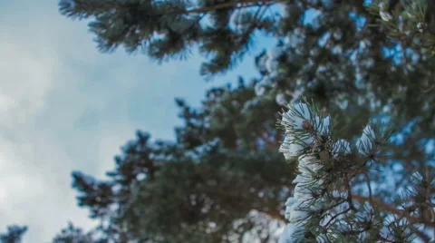 Pine Branches Covered With Snow Stock Footage 61356476