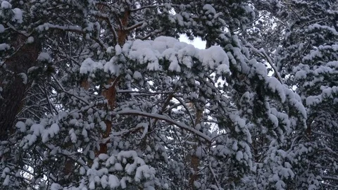 Pine branches covered with snow. 스톡 동영상 85139425