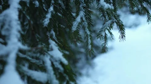 Pine branches covered with snow. Stock Footage 298336409