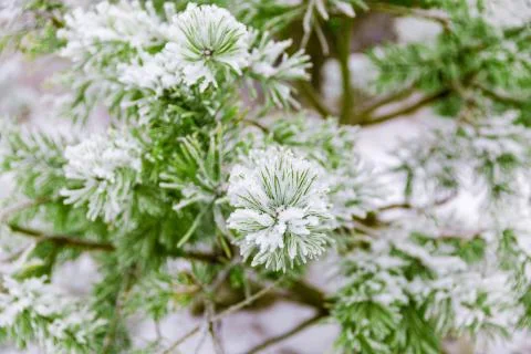 Pine branches covered in snow Foto stock