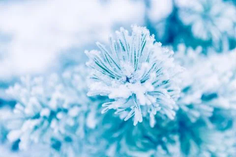 Pine branches covered in snow Stock Photos