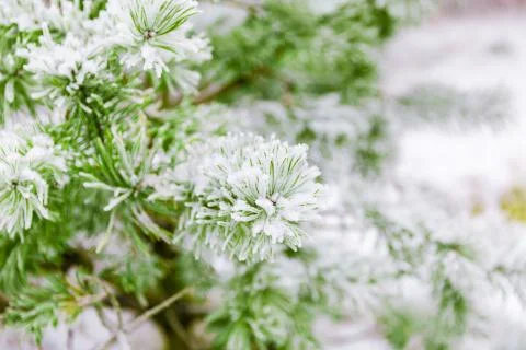 Pine branches covered in snow Stock Photos