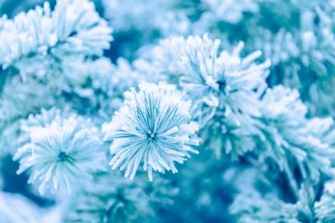 Pine branches covered in snow Stock Photos