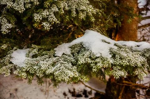 Pine branches covered by snow Stock Photos