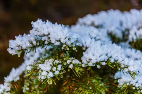 Pine branches covered by snow Stock Photos