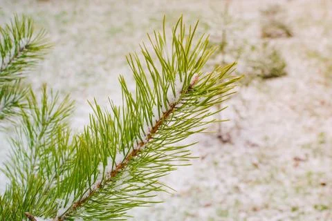 Pine Branches Covered In Snow Stock Photos