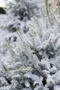 Pine branches covered with snow. Stock Photos
