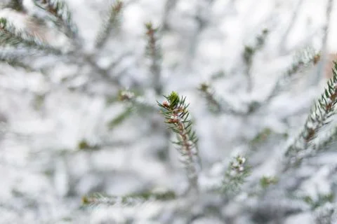Pine branches covered with snow. Stock Photos