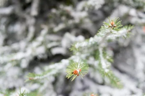 Pine branches covered with snow. Stock Photos