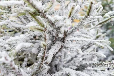 Pine branches covered with snow. Stock Photos