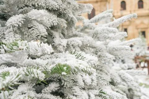 Pine branches covered with snow. Stock Photos
