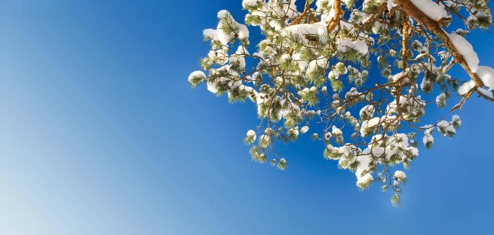 Pine branches covered with snow Stock Photos