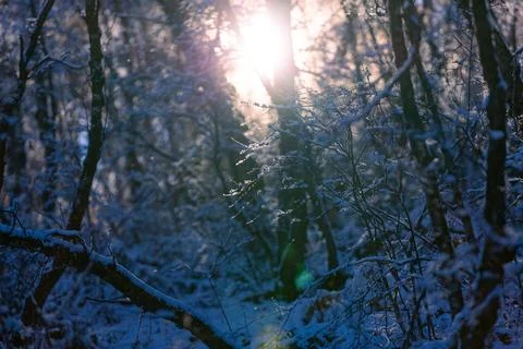 Pine branches covered with snow. Foto stock