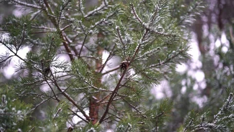 Pine branches covered in snow, showcasing the serene beauty of winter Stock Footage 295533059