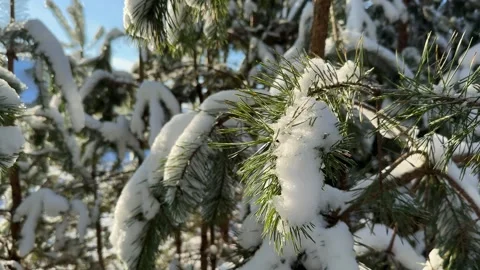 Pine branches covered in snow on a sunny cold day Stock-Footage 261037084