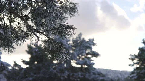 Pine branches covered in snow at sunset outdoors in the mountain Stock Footage 164243187