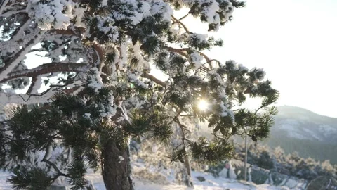 Pine branches covered in snow at sunset outdoors in the mountain Stock Footage 164961274