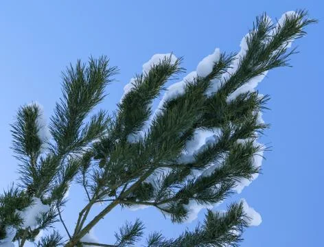 Pine branches covered by snow in winter Stock Photos