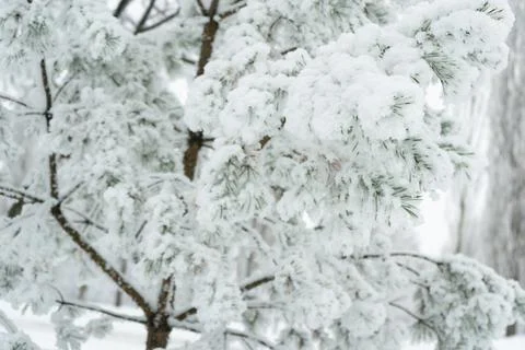 Pine branches covered with snow, winter time Stock Photos