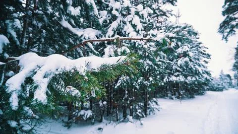 Pine branches covered with snow in the winter forest. Winter landscape Stock Photos