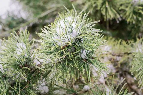 Pine branches covered with a thin layer of ice close up Stock Photos