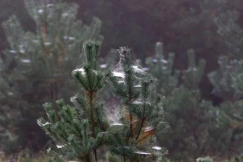 Pine branches with dew and spiderweb in a misty morning atmosphere. Stock Photos