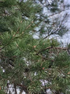 Pine branches with dew drops close-up on natural background Stock Photos