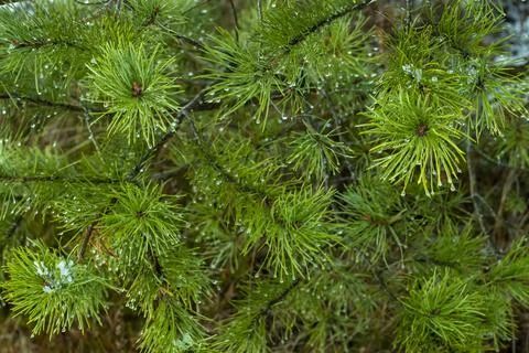 Pine branches with drops of rain and snow, winter landscape. Foto stock