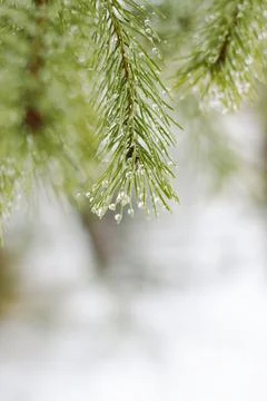 Pine branches with drops of spring rain Stock Photos