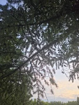 Pine branches evening sky backdrop Stock-Fotos