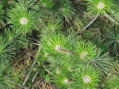 Pine branches. Floral background made of coniferous wood Foto stock