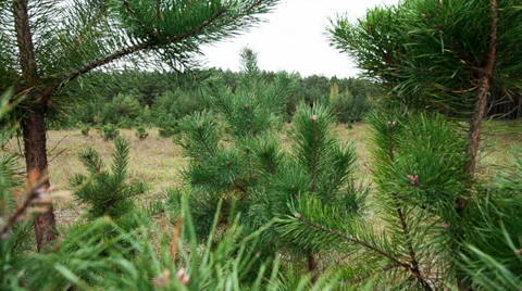 Pine branches Video stock 31349980