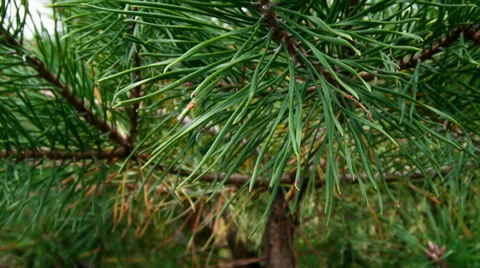 Pine branches Video stock 31350328