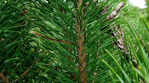 Pine branches Video stock 31350853