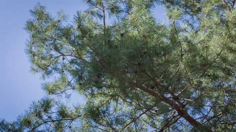 Pine Branches Stock Footage 36543568