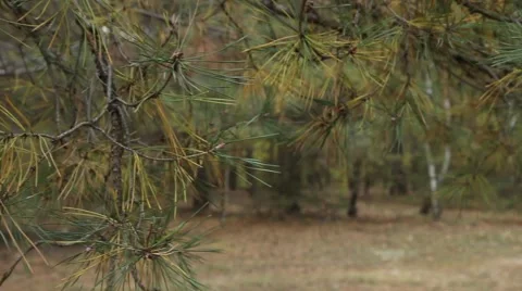 Pine branches Stock Footage 42177399