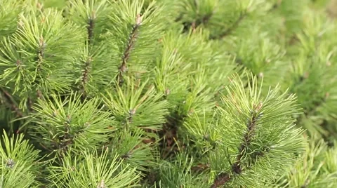 Pine branches 스톡 동영상 49565296