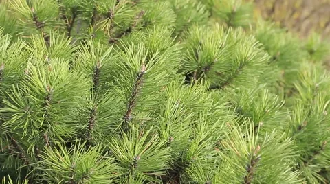 Pine branches 스톡 동영상 49566315
