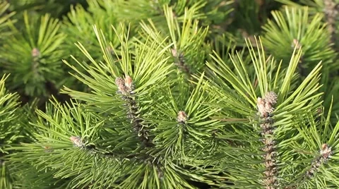 Pine branches 스톡 동영상 49566738