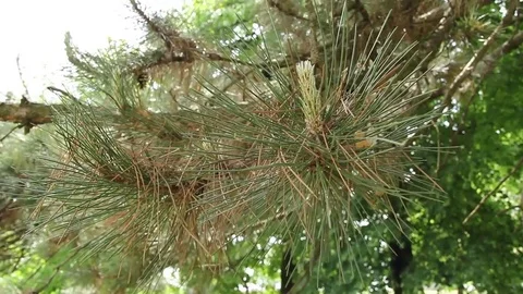 Pine branches Stock-Footage 76430628