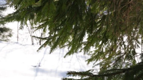 Pine branches Stock Footage 143486692