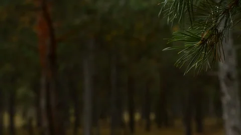 Pine branches 動画素材 164113121