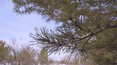 Pine branches Stock Footage 173406754